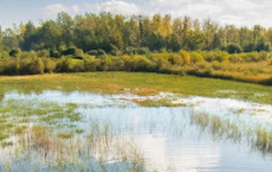 La dolomedes nous attend